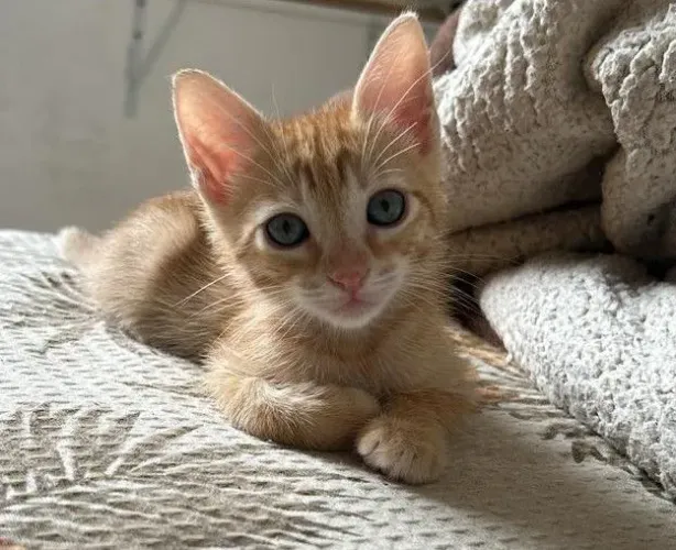 Doando gatinho macho 3 meses