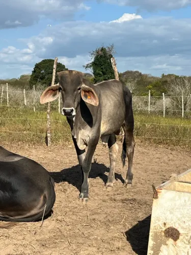 Garrotes disponíveis, Gado de qualidade