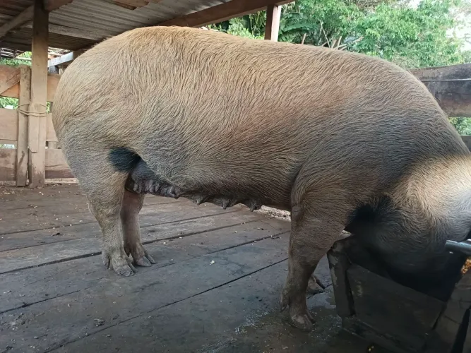 Casal de porco
