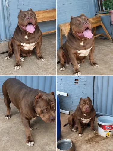 Fêmea pitbull monster super dócil