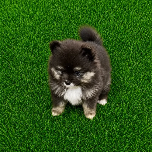 Cachorrinho 