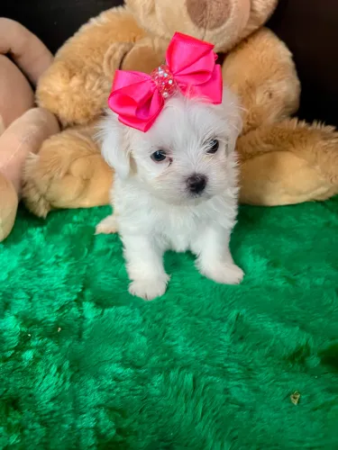 Maltês machos e fêmeas disponíveis 