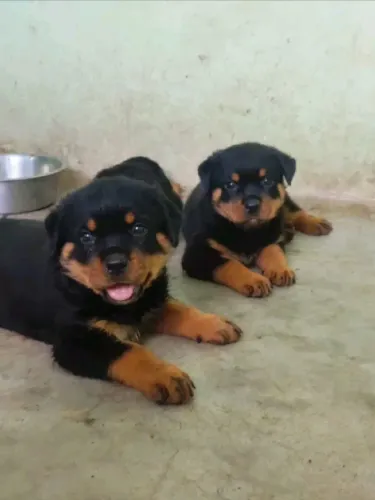 Rottweiler Esse carinho está esperando por alguém como você
