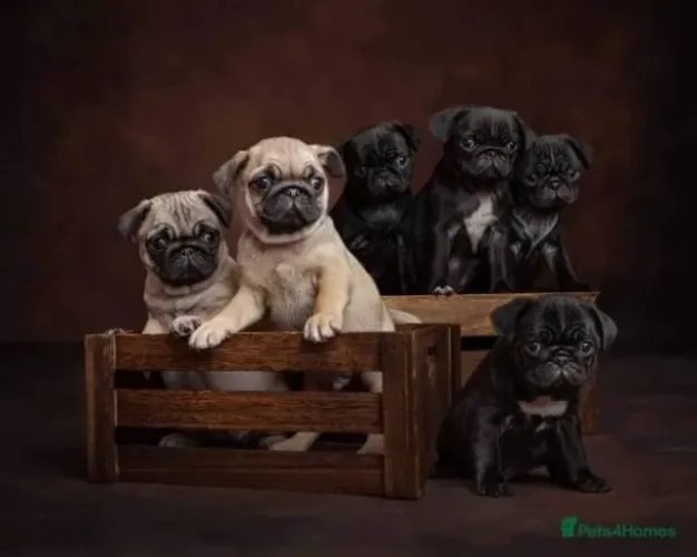 Cachorro filhote pug com excelente estrutura e saúde garantida