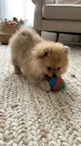 Doação de Lulu da Pomerânia - 6 Meses 