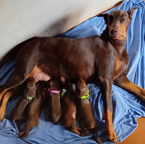 Filhotes de Doberman disponíveis