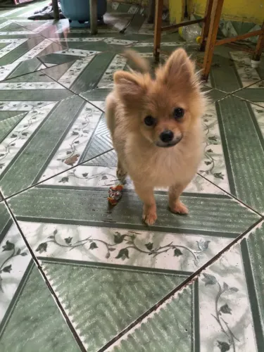 Spitz Alemão anão fêmea( aceito cartão )