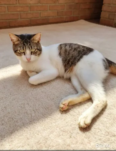 Gatinho adoção responsável