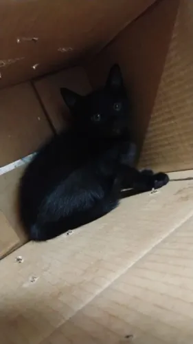 Doação gato