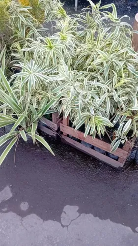 Plantas e jardins