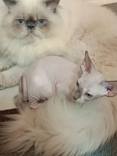 Gato sem pelo