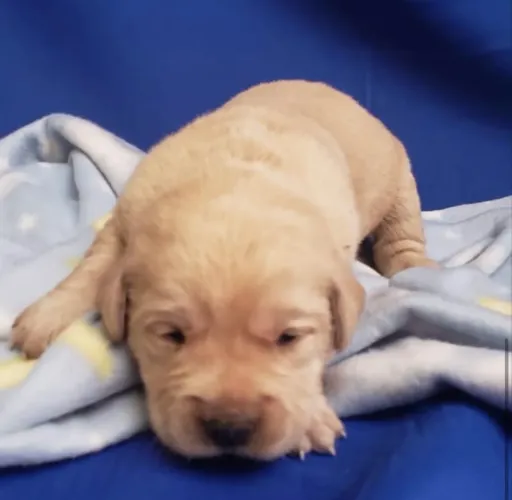 DOAÇÃO de cachorros tenho 4 filhotes