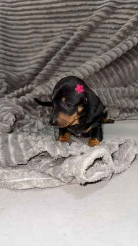 DACHSHUND FOFURA