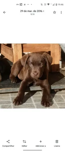 Labrador chocolate