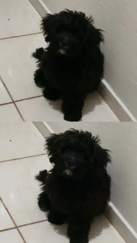 Cachorro poodle com maltês 3 meses 