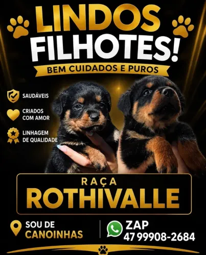 Filhotes de Rottweiler 