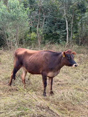 Novilhas