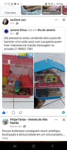 Vende-se hámster sírio