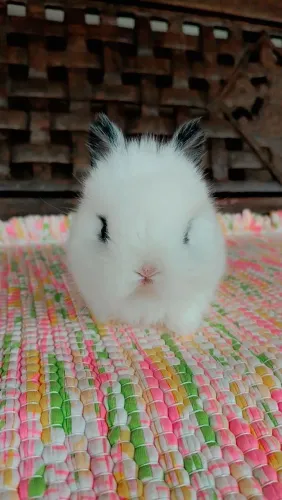 Coelho anão Netherland dwarf