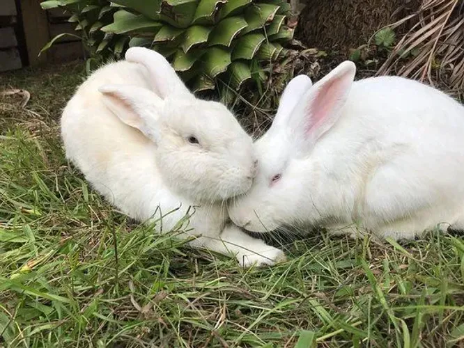 Coelhos para adoção