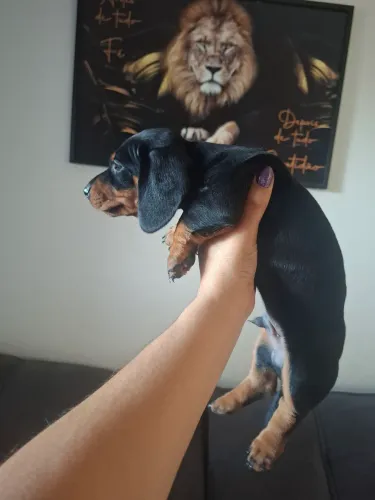 Dachshund, Teckel, salsicha, cofapi ...