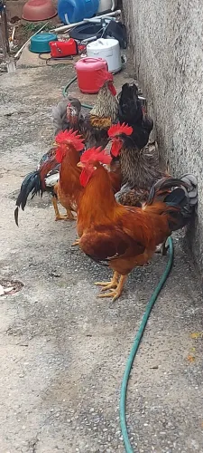 Vendo Galos.