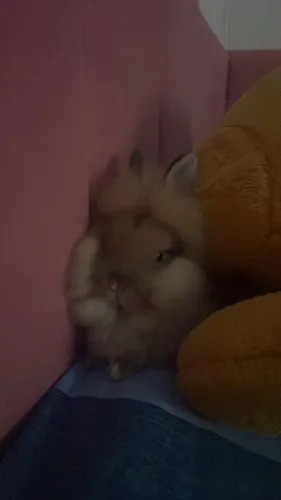 Coelho