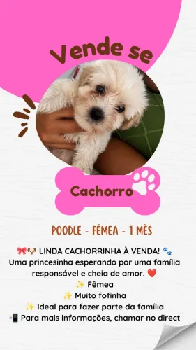 ? LINDA CACHORRINHA À VENDA! ?
