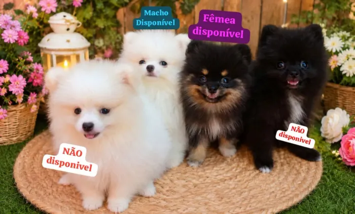 Casal de spitz alemão disponivel 