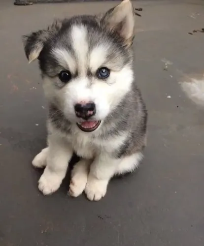 Husky siberiano Cachorrinho que pode conquistar você em poucos segundos