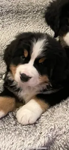 Cãozinho bernese dócil e saudável pronto para entrega imediata