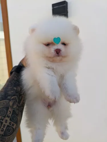 Lulu da Pomerânia