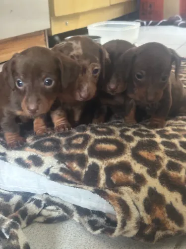 Filhotes de dachshund 