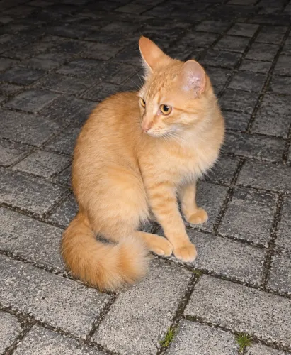 Gatinho laranja para adoção responsável