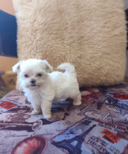 Maltês mini Macho disponível 