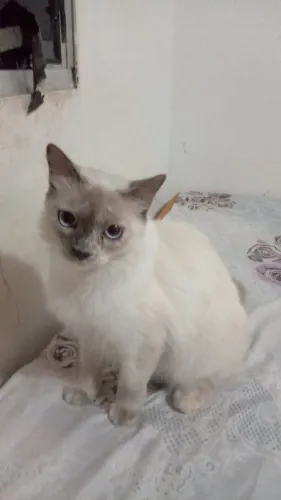 Gatinha pra adoção castrada,tem 2 anos