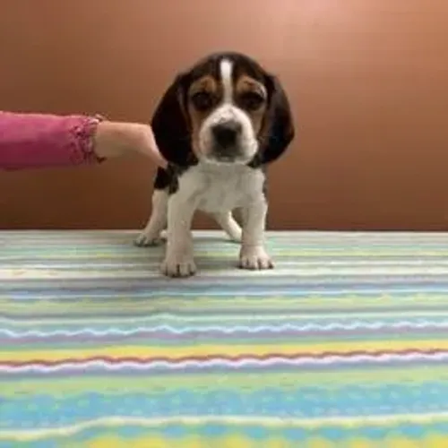 Beagle,Beagle Filhote Disponível Alta Qualidade