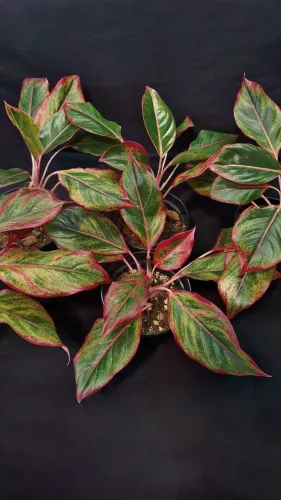 Aglaonema creta - café de salão - planta para interior