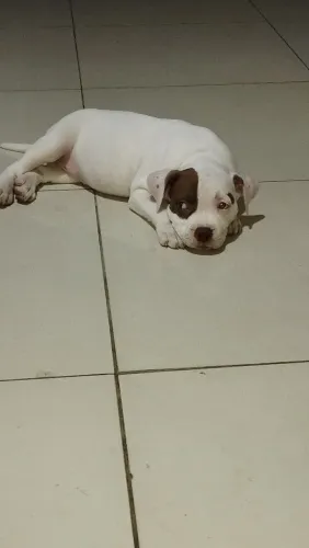 Pitmonster fêmea