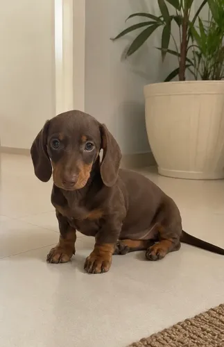 Salsicha cachorro
