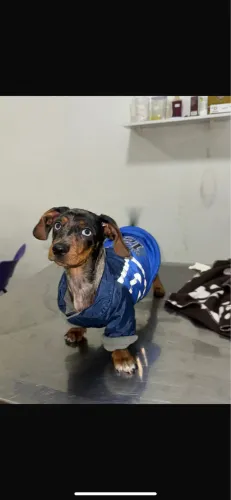 roupa de cachorro 
