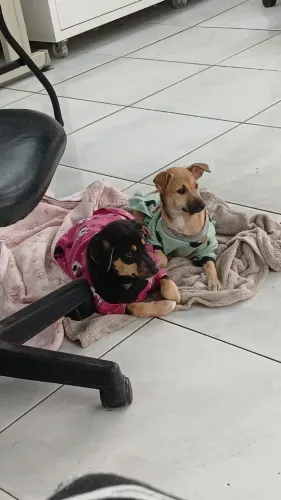  Cachorrinhas para adoção responsável