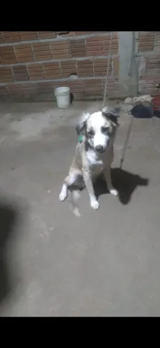 Cachorro