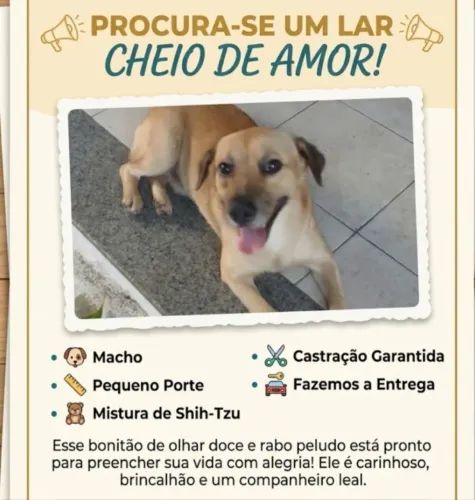 Cachorro Lindo Para adoção 
