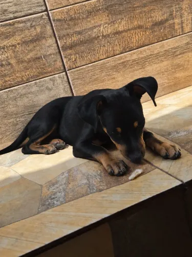 Cachorro