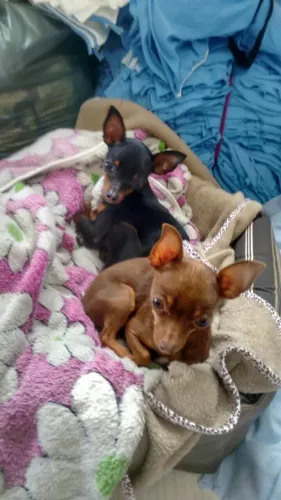 Neném Pinscher/Pincher brincalhão com saúde em dia e contrato de venda