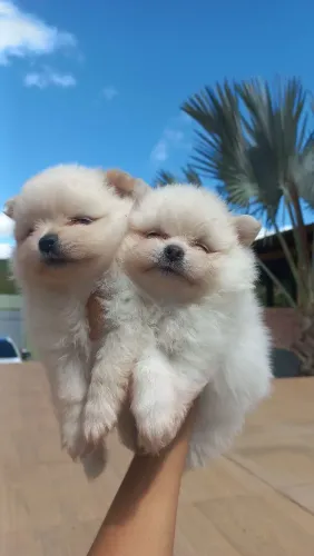 Lulu da pomerânia