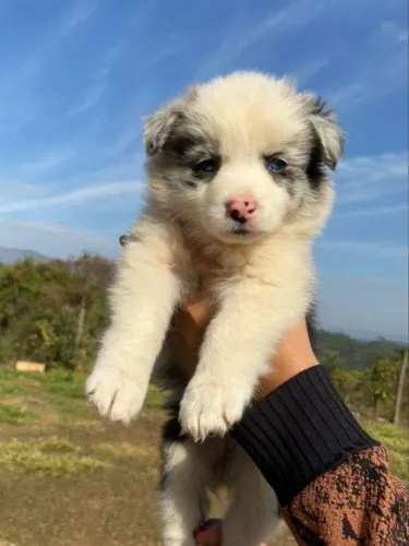 Border collie otima linhagem 