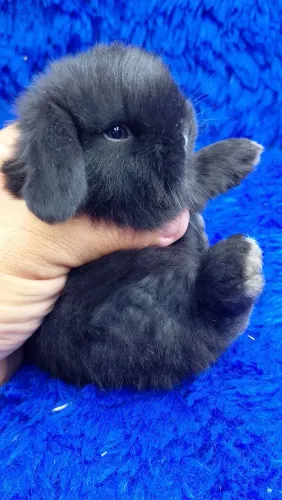 Mini coelho Black olhos claros