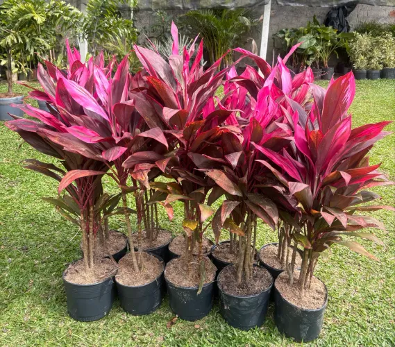 Dracena cordelyne